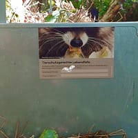 Fallenschild: Motiv Waschbär mit Gänseei