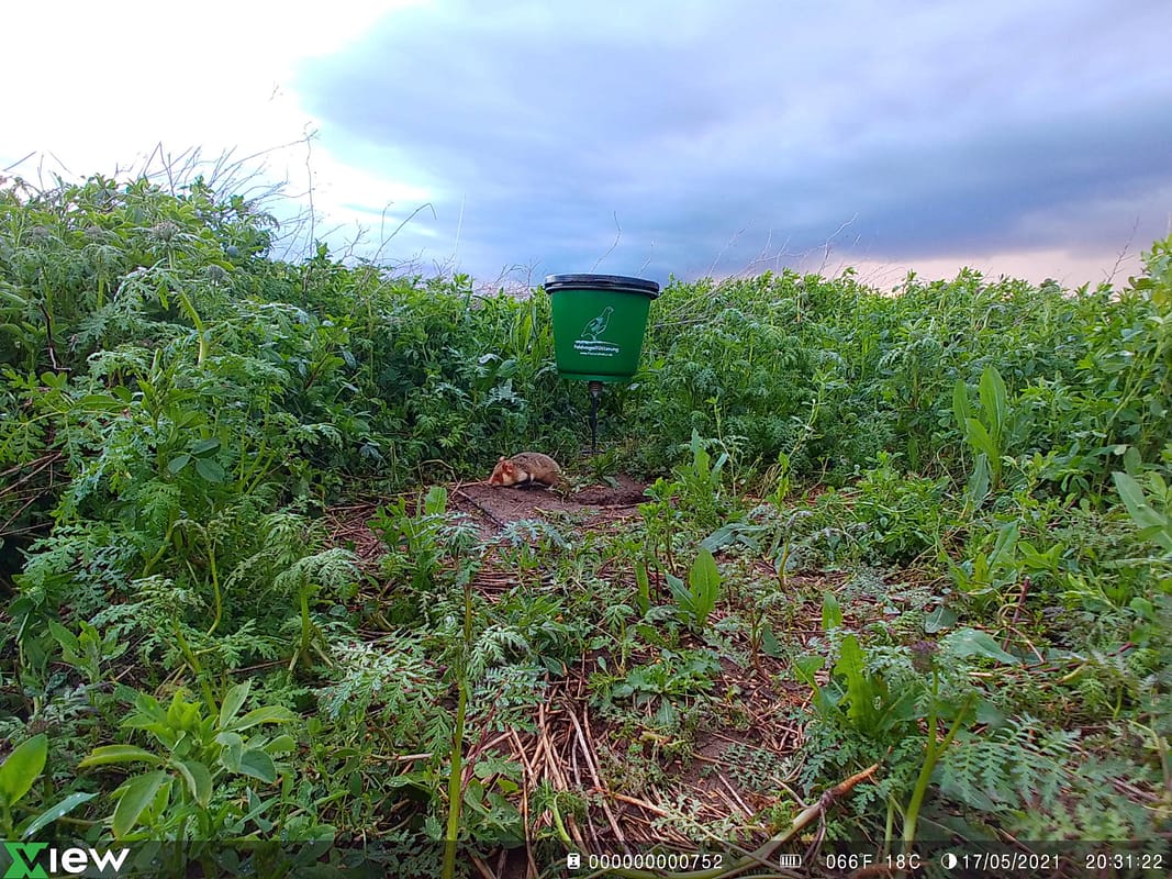 Feldhamster an der Rebhuhnfütterung von flurundnatur