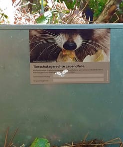 Fallenschild: Motiv Waschbär mit Gänseei