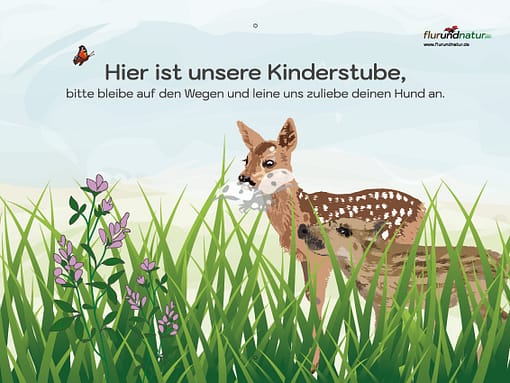 KInderstube Rehkitz Frischling