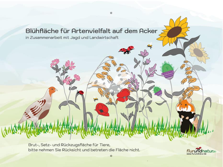 flurundnatur Blühstreifen Hinweisschild Rebhuhn und Feldhamster, Jagd und Landwirtschaft