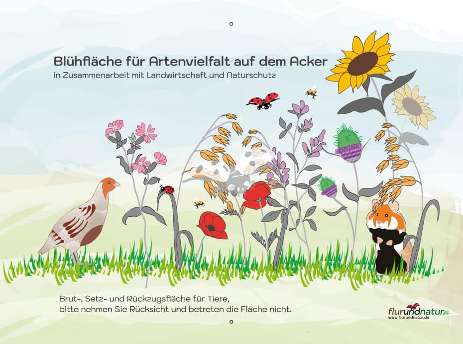 flurundnatur - Blühstreifen Hinweisschild - für Naturschutz und Landwirte - Rebhuhn, Feldhamster