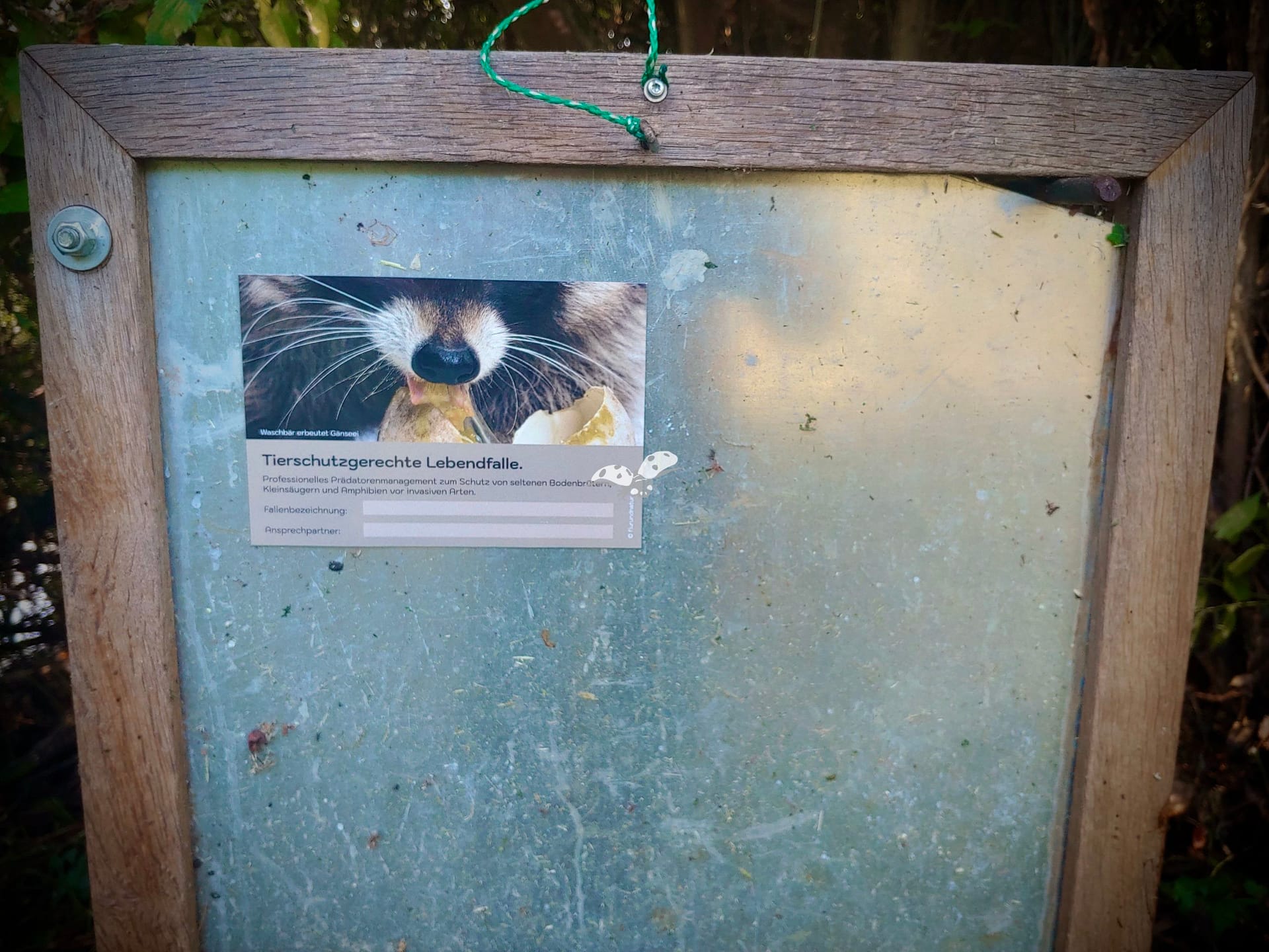 Fallenschild, Fangjagdschild, Waschbär mit Gänseei, magnetisch – Bild 2