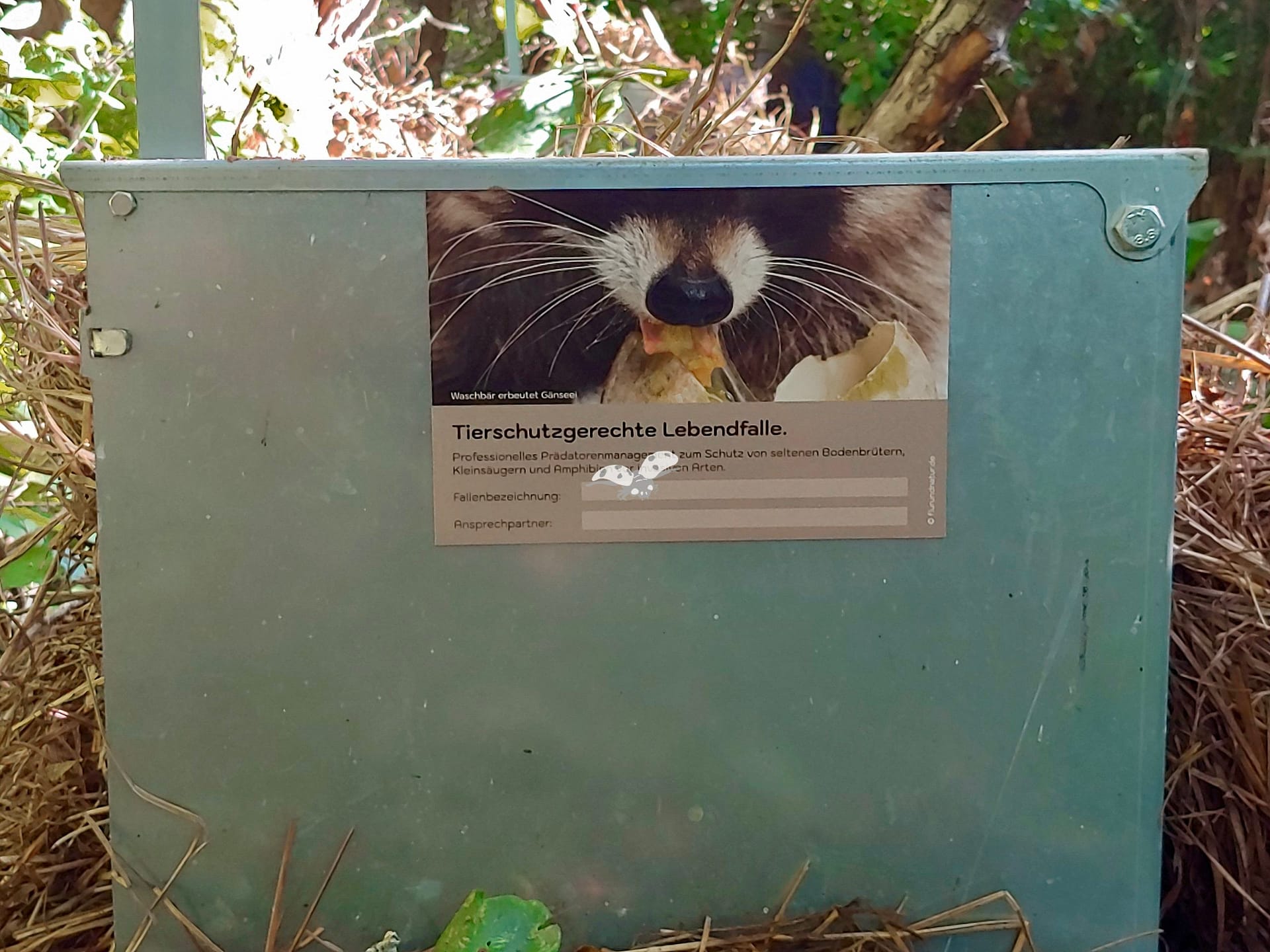 Fallenschild: Motiv Waschbär mit Gänseei